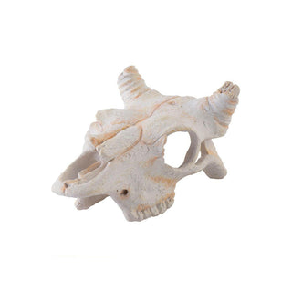 Exo Terra Buffalo Skull Small - Charterhouse Aquatics