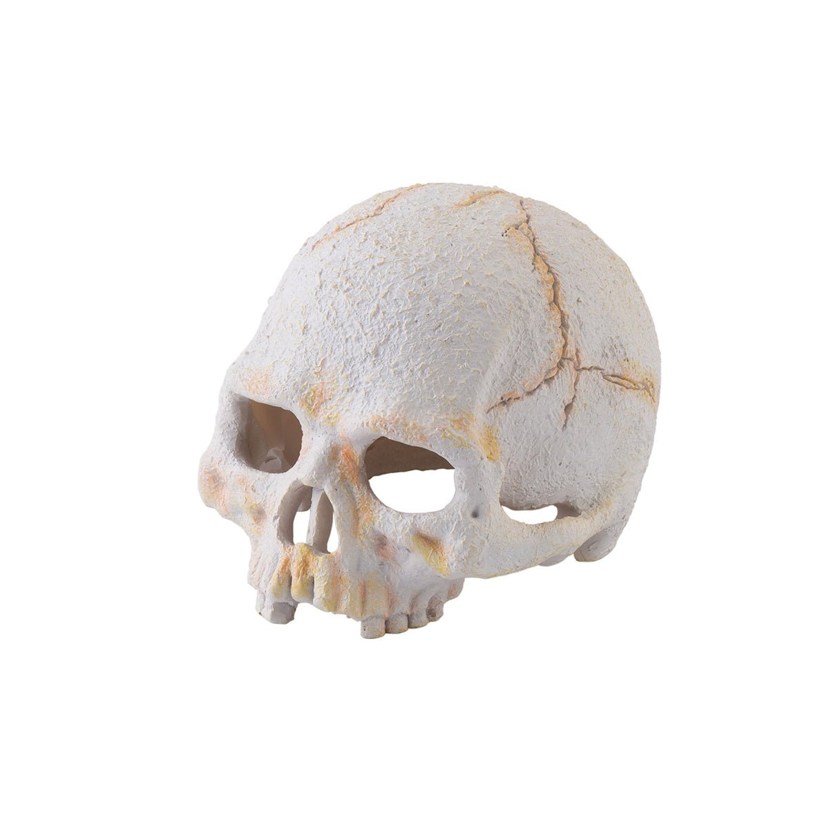 Exo Terra Primate Skull Small - Charterhouse Aquatics