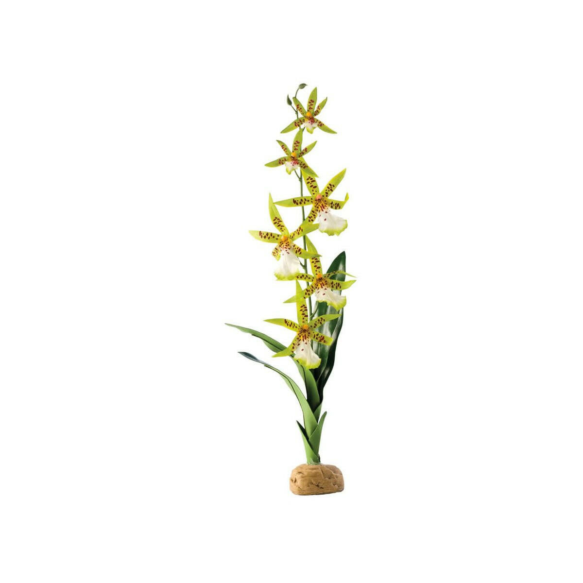 Exo Terra Spider Orchid - Charterhouse Aquatics