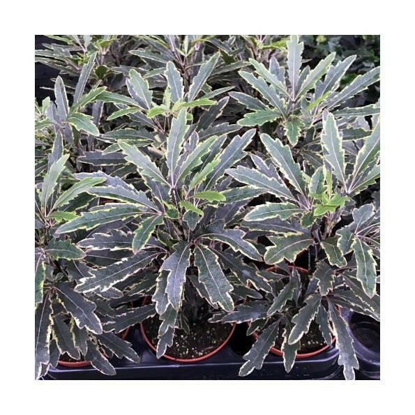 False aralia (Schefflera elegantissima) - Medium - Charterhouse Aquatics