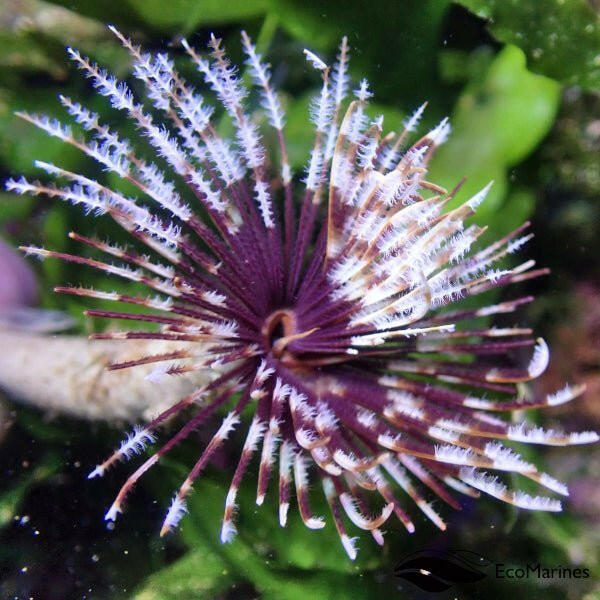 Feather Duster - Charterhouse Aquatics
