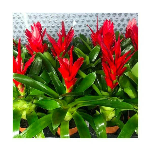 Flaming Sword Bromeliad (Vriesea splenriet) - Large - Charterhouse Aquatics