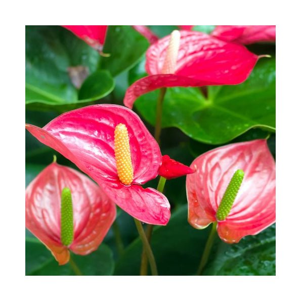 Flamingo Flower (Anthurium sp.) - Charterhouse Aquatics