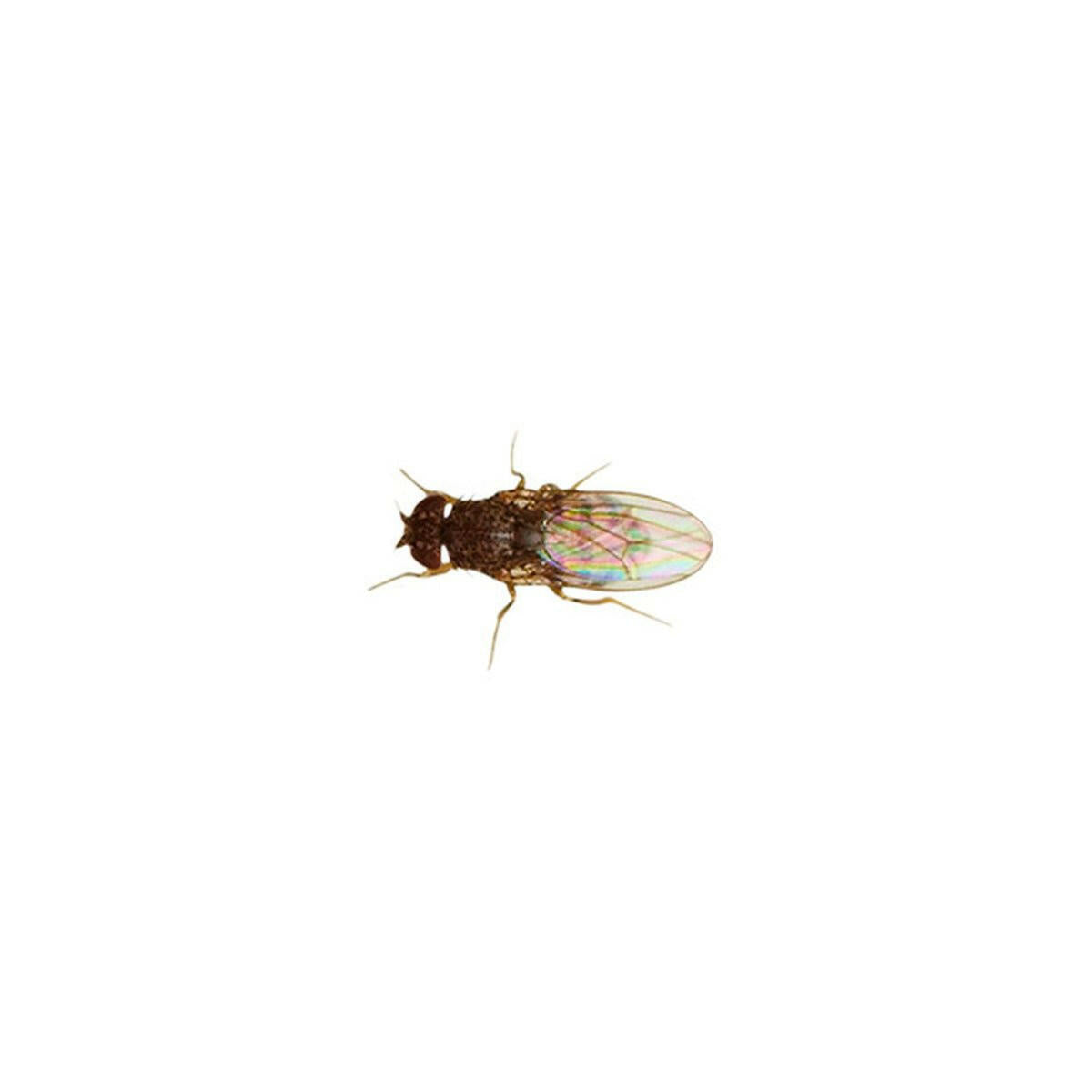 Flightless Fruitfly 2-3mm - Culture - Charterhouse Aquatics