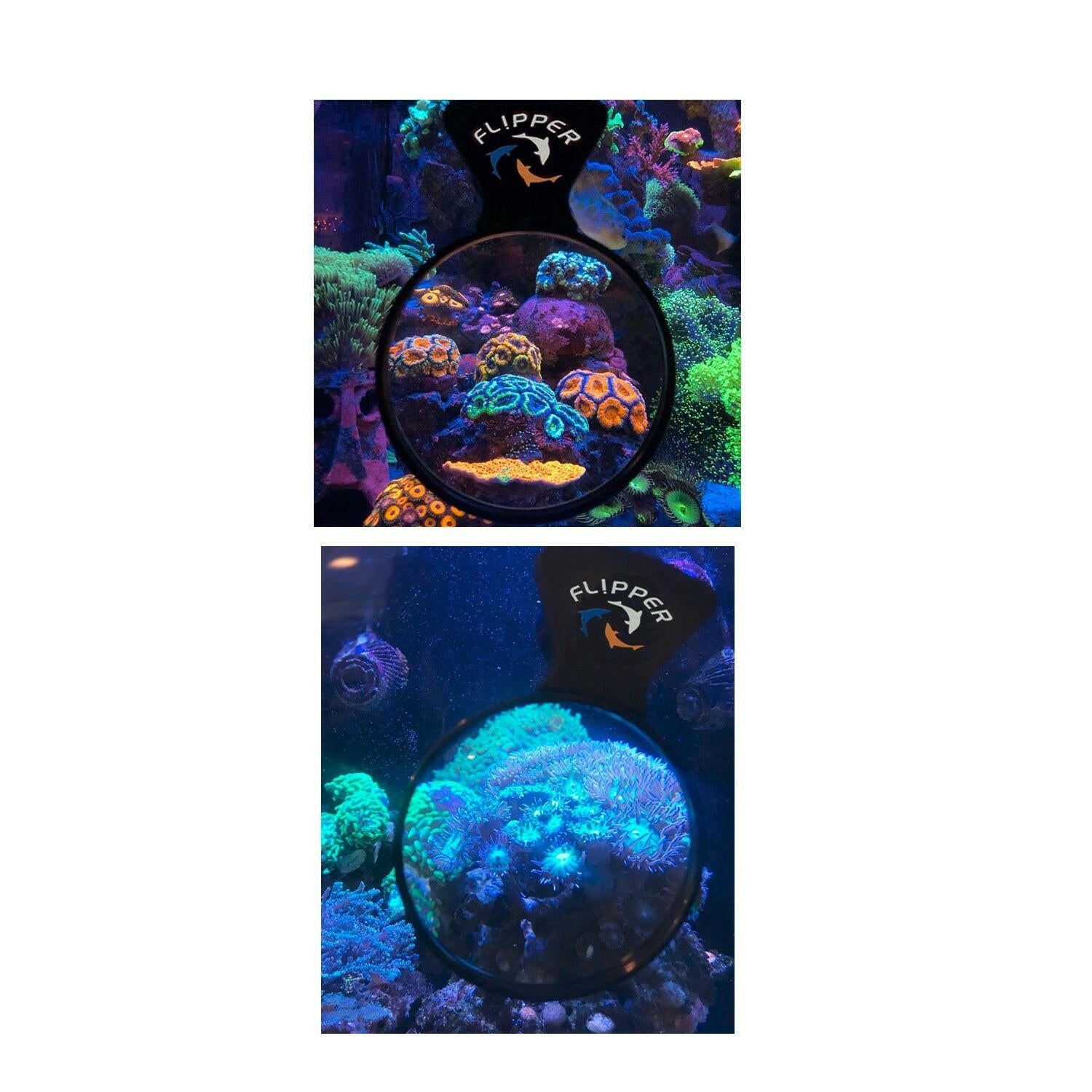Flipper DeepSee MAX Magnetically Mounted Magnified Aquarium Viewer 5 - Flipper Flipper DeepSee MAX Magnetically Mounted Magnified Aquarium Viewer 5 - Flipper
