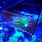 Flipper Top Down Viewer - Charterhouse Aquatics