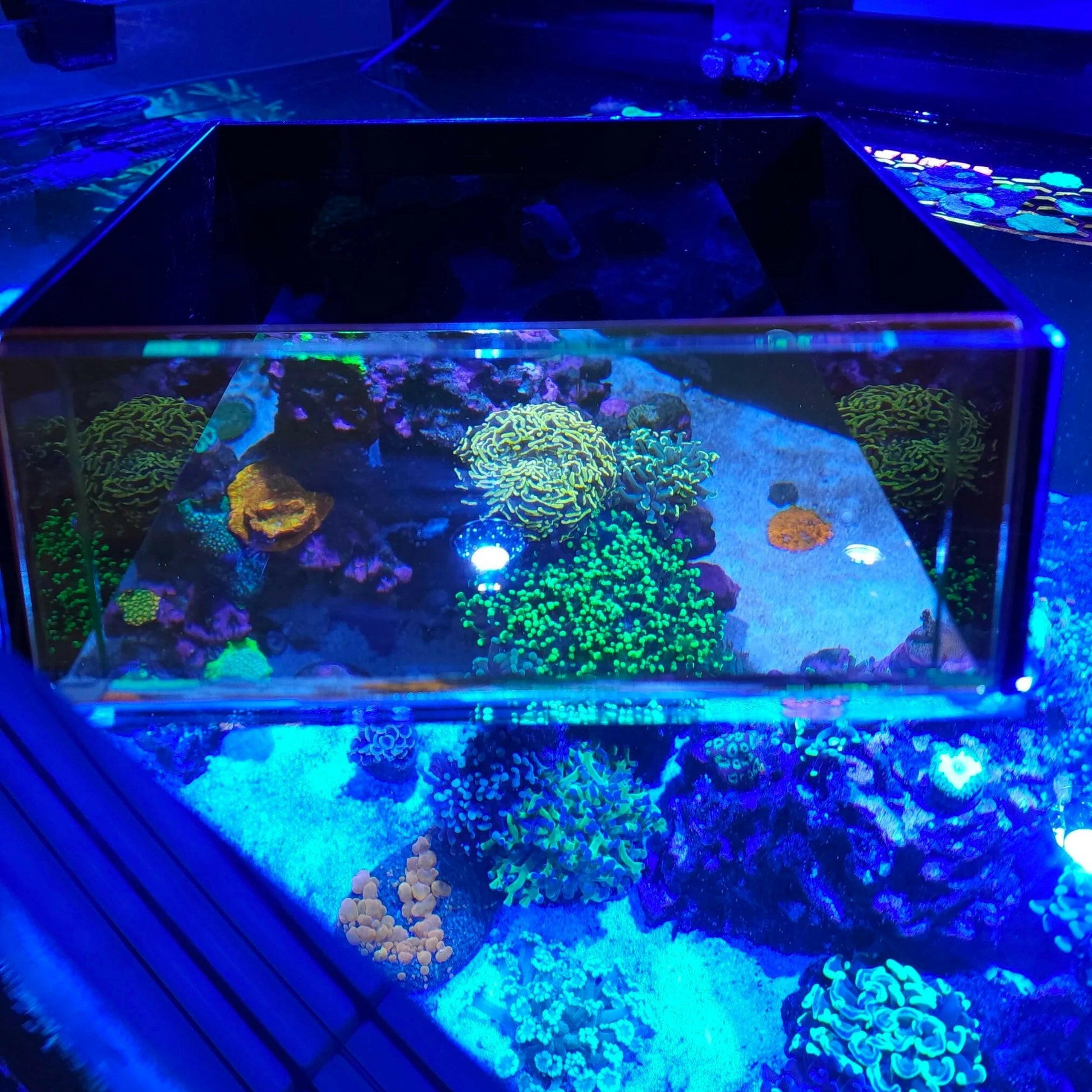 Flipper Top Down Viewer - Charterhouse Aquatics