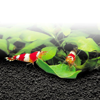 Fluval Stratum 8KG - Charterhouse Aquatics