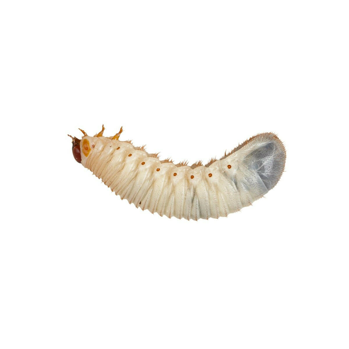 Fruit Beetle Grubs 20-35mm - 10 Pack - Charterhouse Aquatics