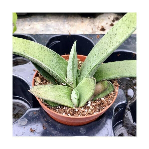 Gasteria 'Little Warty' - 8.5cm Pot - Charterhouse Aquatics