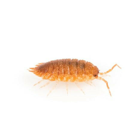 Giant Orange Woodlice Culture - Charterhouse Aquatics