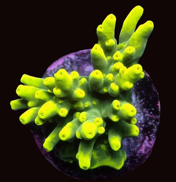 Glow Smoothskin Acropora - Charterhouse Aquatics