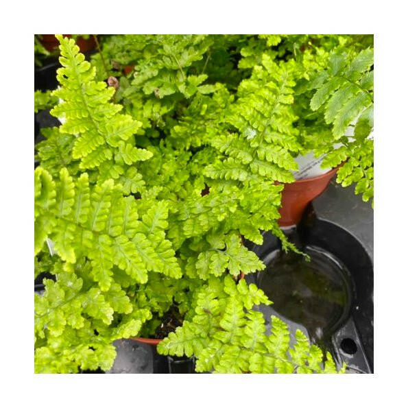 Golden Fern (Dryopteris affinis) - Medium - Charterhouse Aquatics