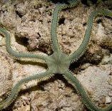 Green Brittle Starfish LG - Charterhouse Aquatics