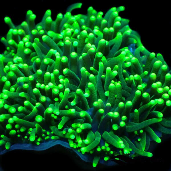 Green Tip Galaxia Frag - Charterhouse Aquatics