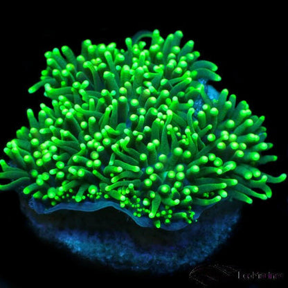 Green Tip Galaxia Frag - Charterhouse Aquatics