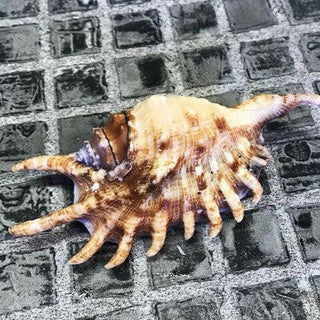 Halloween Hermit Crab Replacement Shell 3cm - 5cm - Charterhouse Aquatics