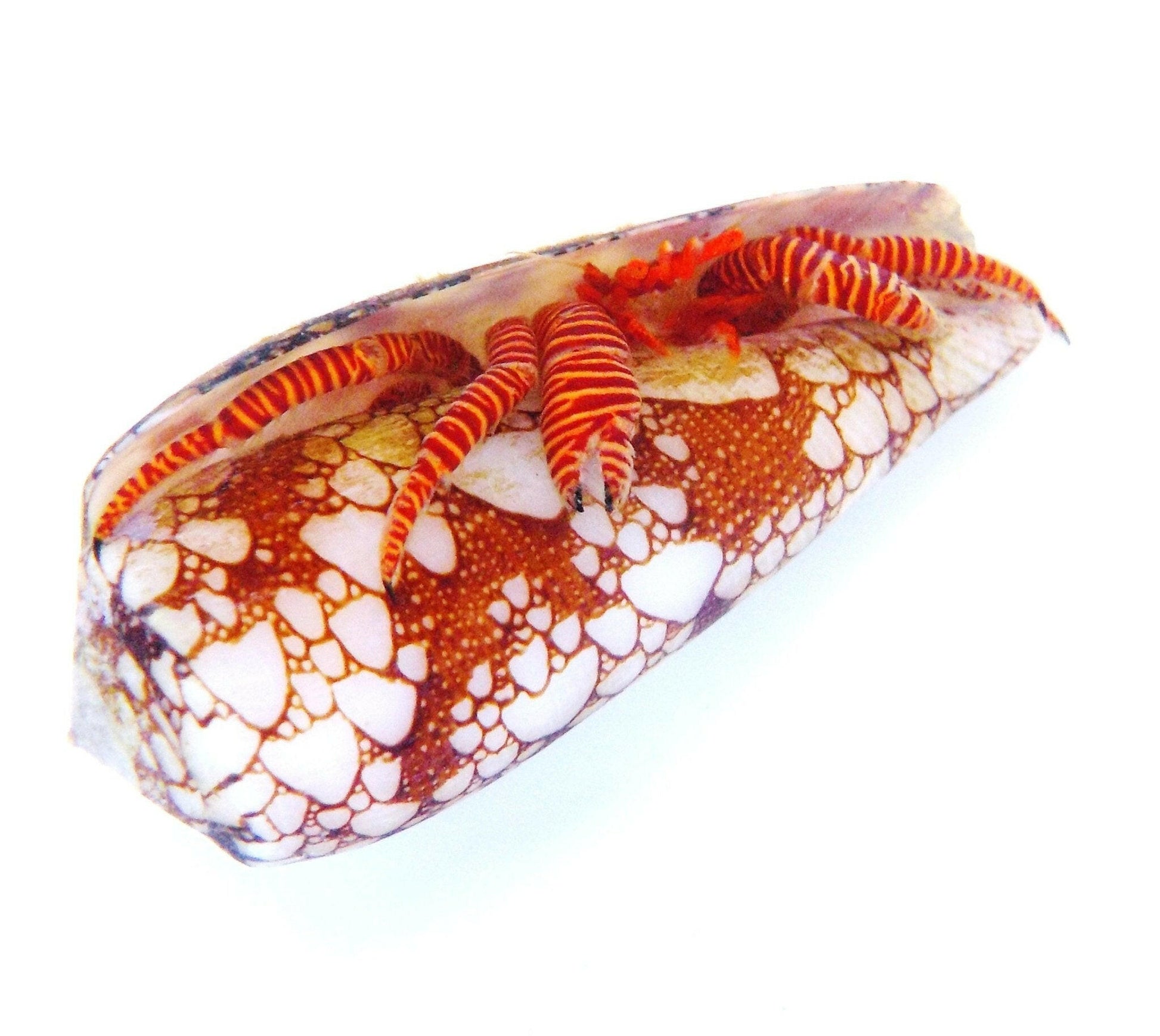 Halloween Hermit Crab (x3) - Charterhouse Aquatics
