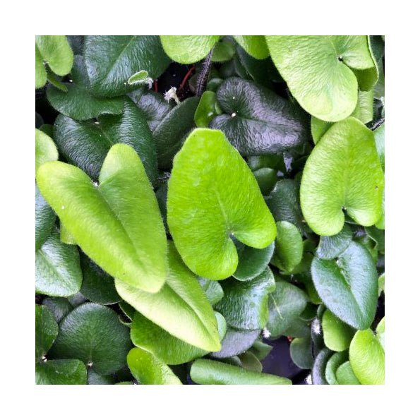 Heart Leaf Fern (Hemionitis arifolia) - 5cm Pot - Charterhouse Aquatics