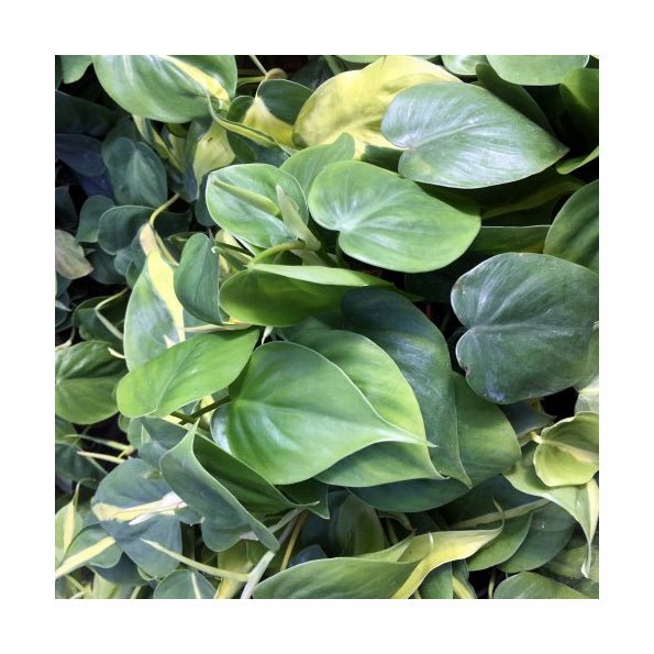 Heartleaf Philodendron (Philodendron scandens) -Large - Charterhouse Aquatics
