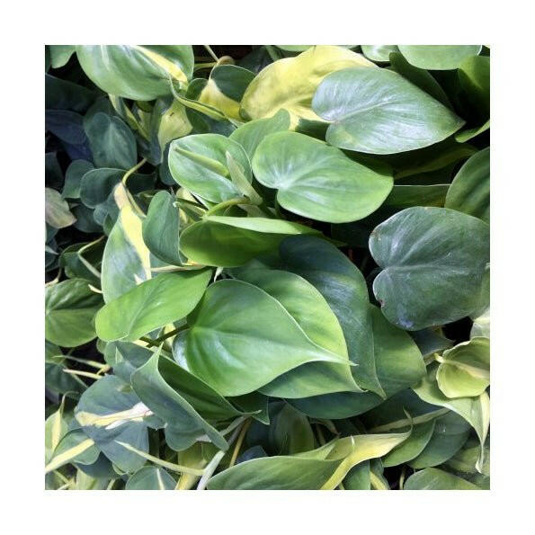 Heartleaf Philodendron (Philodendron scandens) -Large - Charterhouse Aquatics