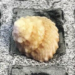 Hermit Crab Shell 1cm - 2cm - Charterhouse Aquatics