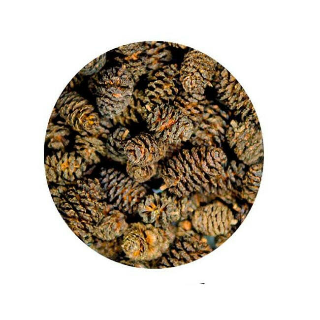 Hobby Alder Cones (x50) - Charterhouse Aquatics