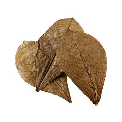 Hobby Catappa Leaves (x12) - Charterhouse Aquatics