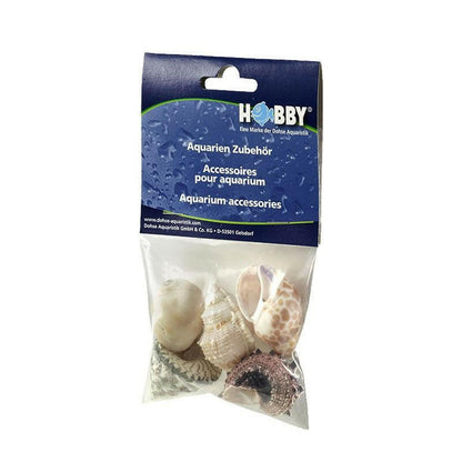 Hobby Sea Shells Large (5 Pieces) - Charterhouse Aquatics