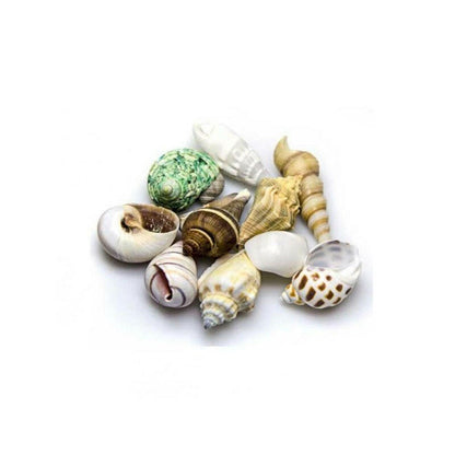 Hobby Sea Shells Medium (10 Pieces) - Charterhouse Aquatics