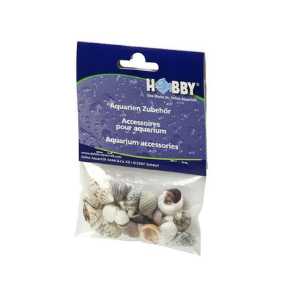 Hobby Sea Shells Small (20 Pieces) - Charterhouse Aquatics