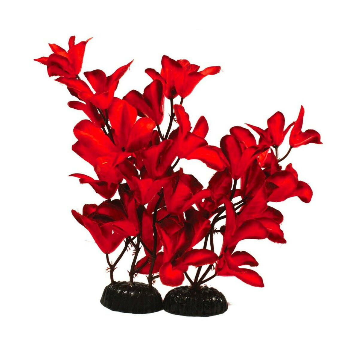 Hugo Glandulosa Red 13cm - Charterhouse Aquatics