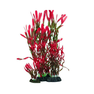 Hugo Kamishi Corkscrew Valissneria Red and Green 13cm - Charterhouse Aquatics
