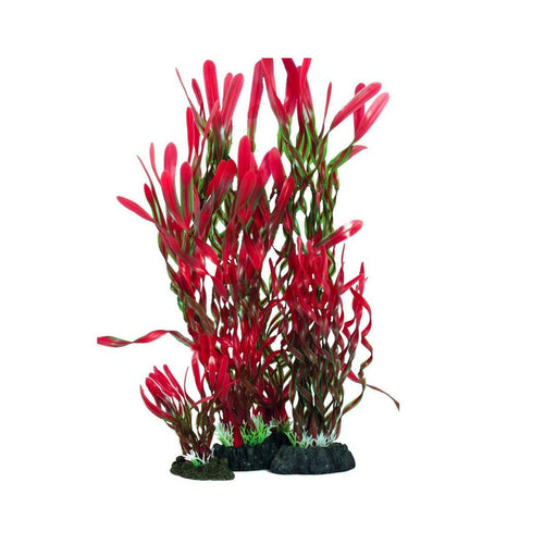Hugo Kamishi Corkscrew Valissneria Red and Green 13cm - Charterhouse Aquatics