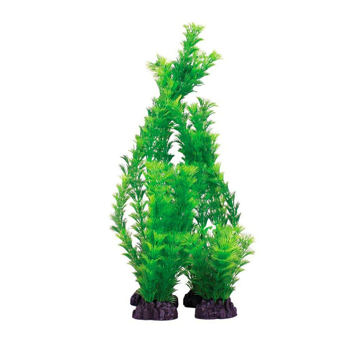 Hugo Kamishi Hornwart Green 13cm - Charterhouse Aquatics