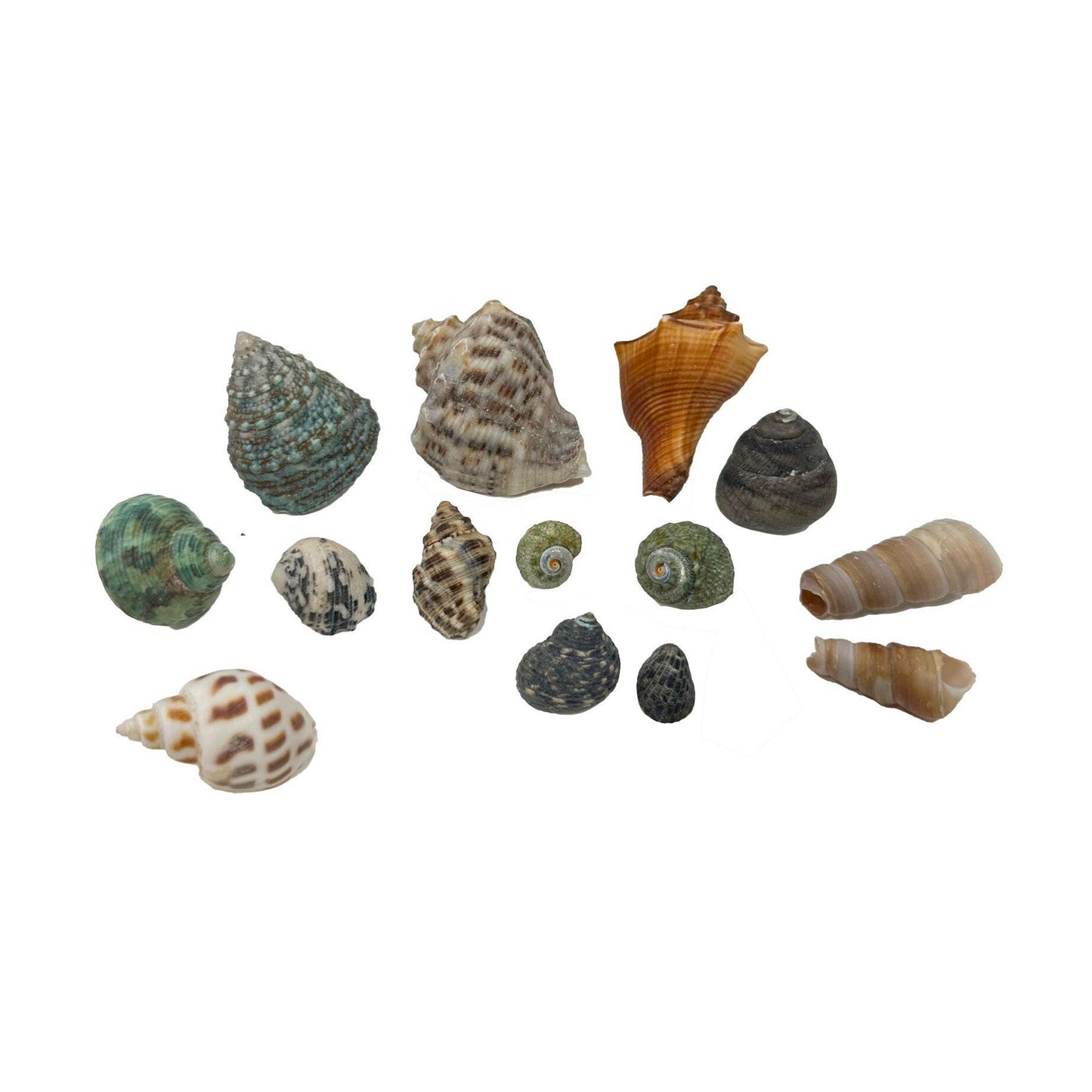 Hugo Kamishi Mixed Shells - Pack of 10 - Charterhouse Aquatics