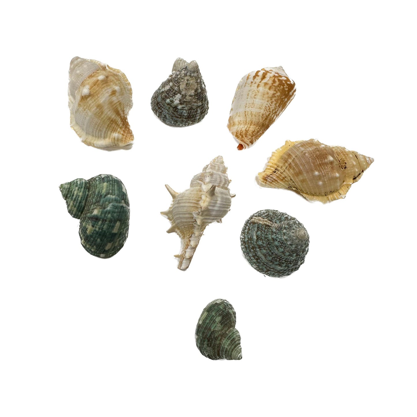 Hugo Kamishi Mixed Shells - Pack of 5 - Charterhouse Aquatics