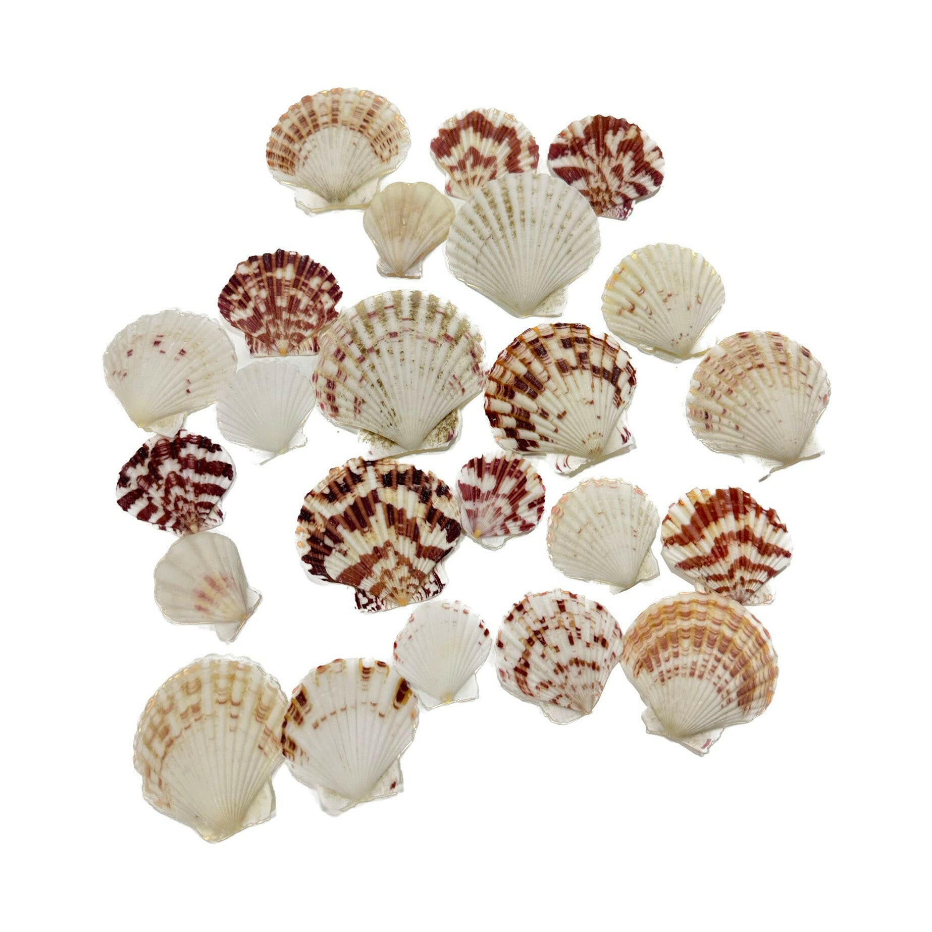 Hugo Kamishi Shells Type 9 - 100g - Charterhouse Aquatics