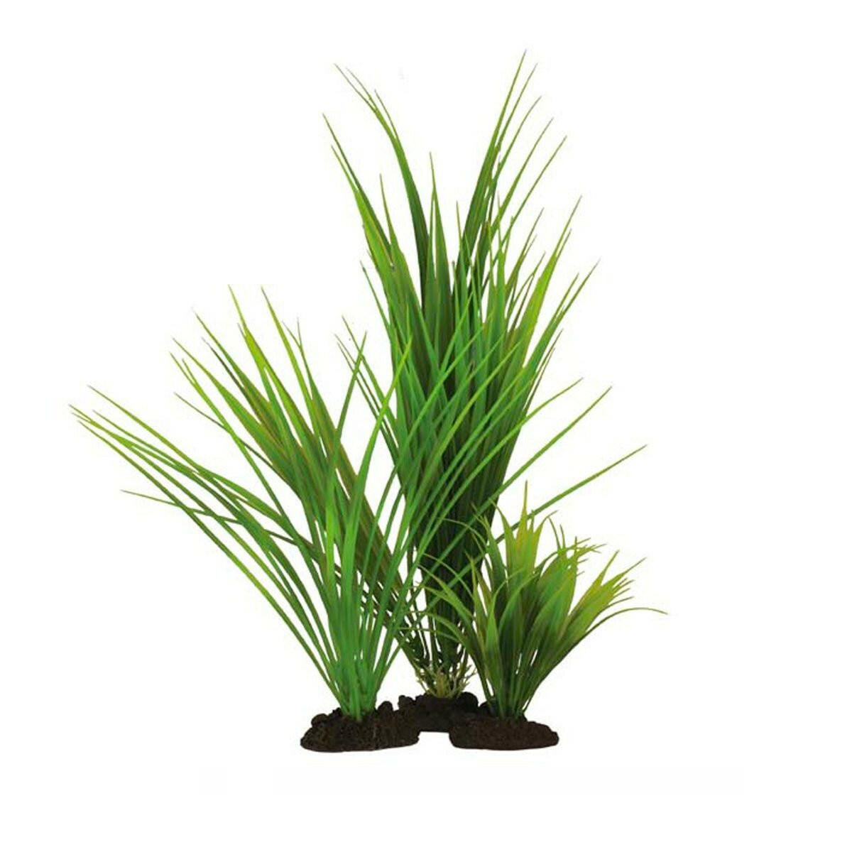 Hugo Kamishi Variegated Rush Grass 13cm - Charterhouse Aquatics