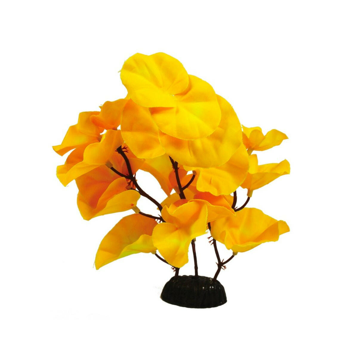 Hugo Lily Yellow 20cm - Charterhouse Aquatics