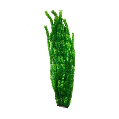 Hugo XL Large Plant Green 3 95cm - Charterhouse Aquatics