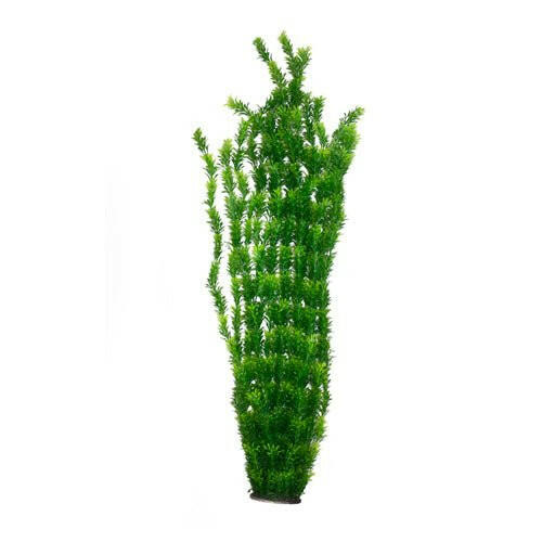 Hugo XL Large Plant Green 4 95cm - Charterhouse Aquatics