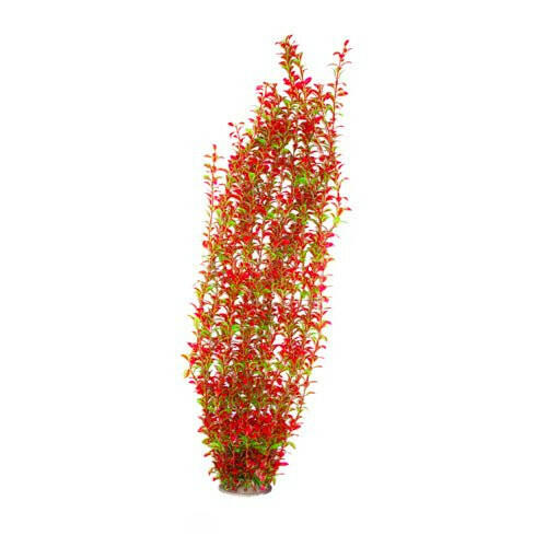 Hugo XL Large Plant Red and Green 95cm - Charterhouse Aquatics