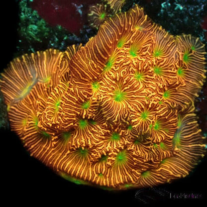 Jack O Lantern Leptoseris Frag - Charterhouse Aquatics