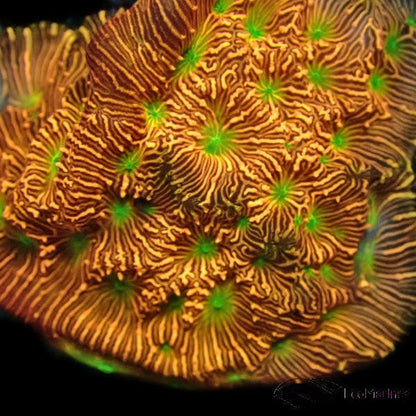 Jack O Lantern Leptoseris Frag - Charterhouse Aquatics