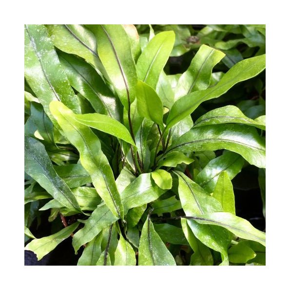 Kangaroo Fern (Microsorum diversifolium) - 6cm Pot - Charterhouse Aquatics