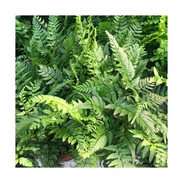 Korean Rock Fern (Polystichum tsus-simense) - Large - Charterhouse Aquatics