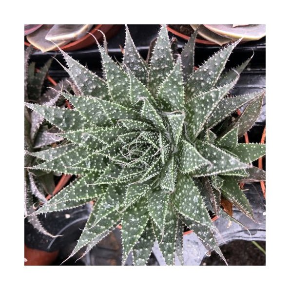 Lace Aloe (Aloe aristata) - Charterhouse Aquatics