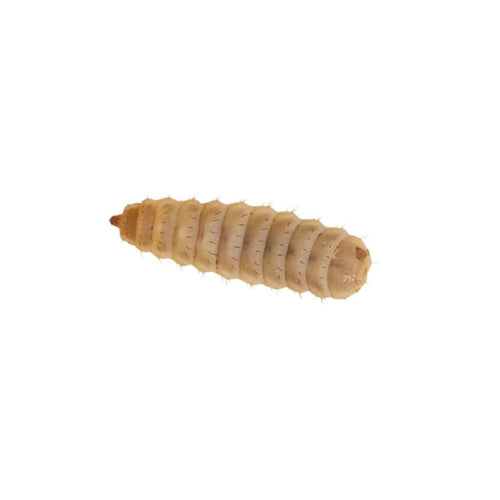 Large Calciworms 8-12mm - 100 Pack - Charterhouse Aquatics