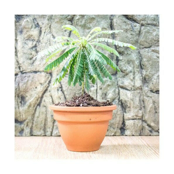 Little Tree Plant (Biophytum sensitivum) - 5.5cm Pot - Charterhouse Aquatics